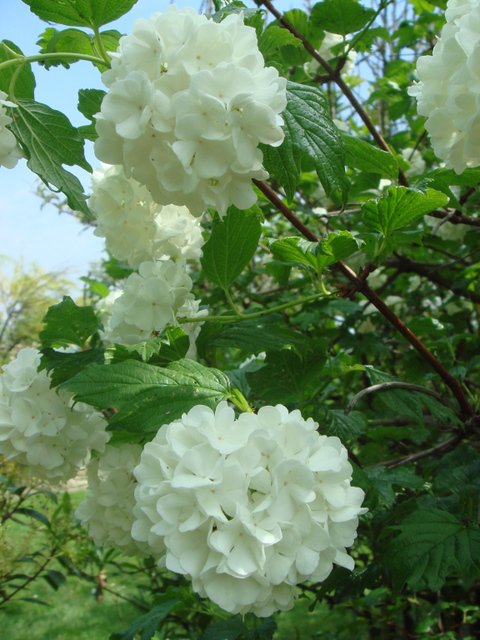 Viburnum opulus 'Roseum' fleur